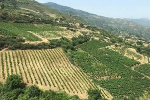 Read more about the article Organic Greek Wine | Tetramythos