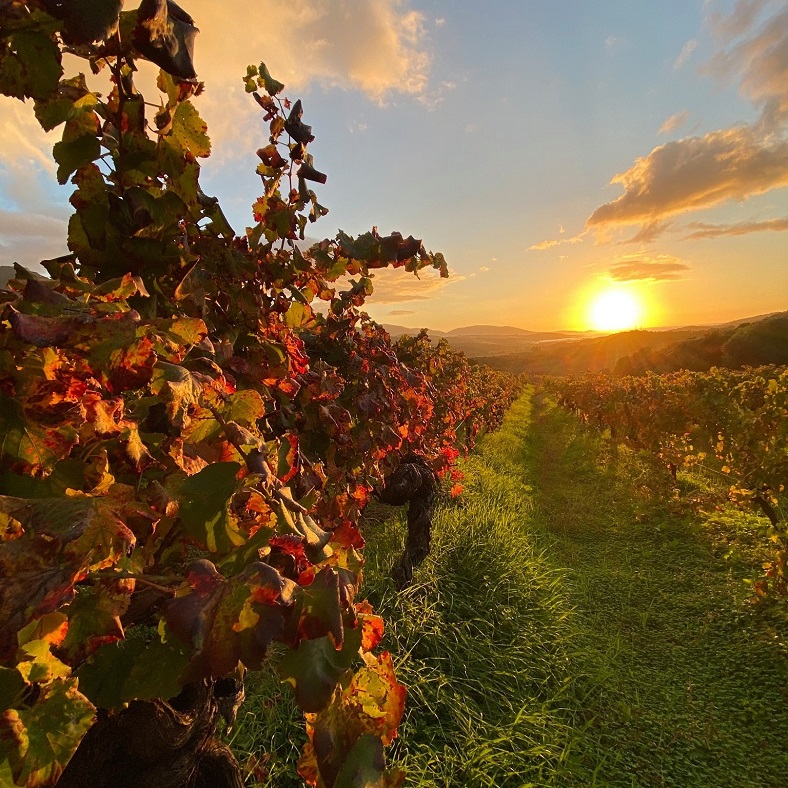 vines corsica