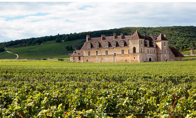 burgundy vineyards