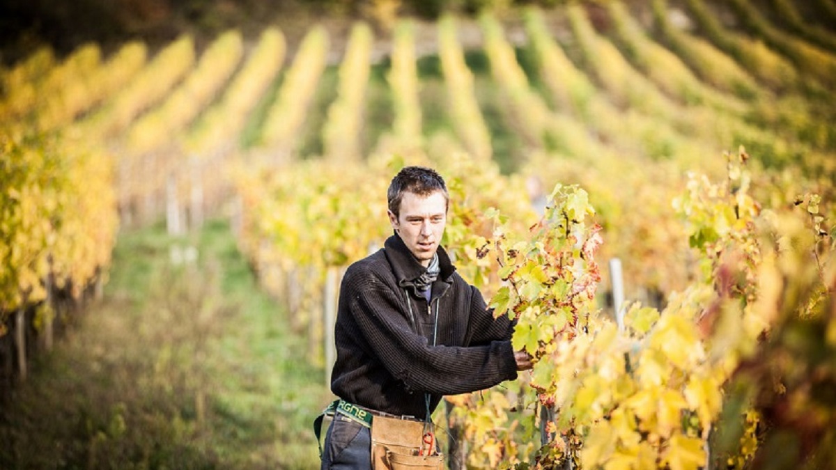 Read more about the article Marie & Florian Curtet: a different kind of Savoie wine