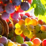 Will wine survive the climate crisis?