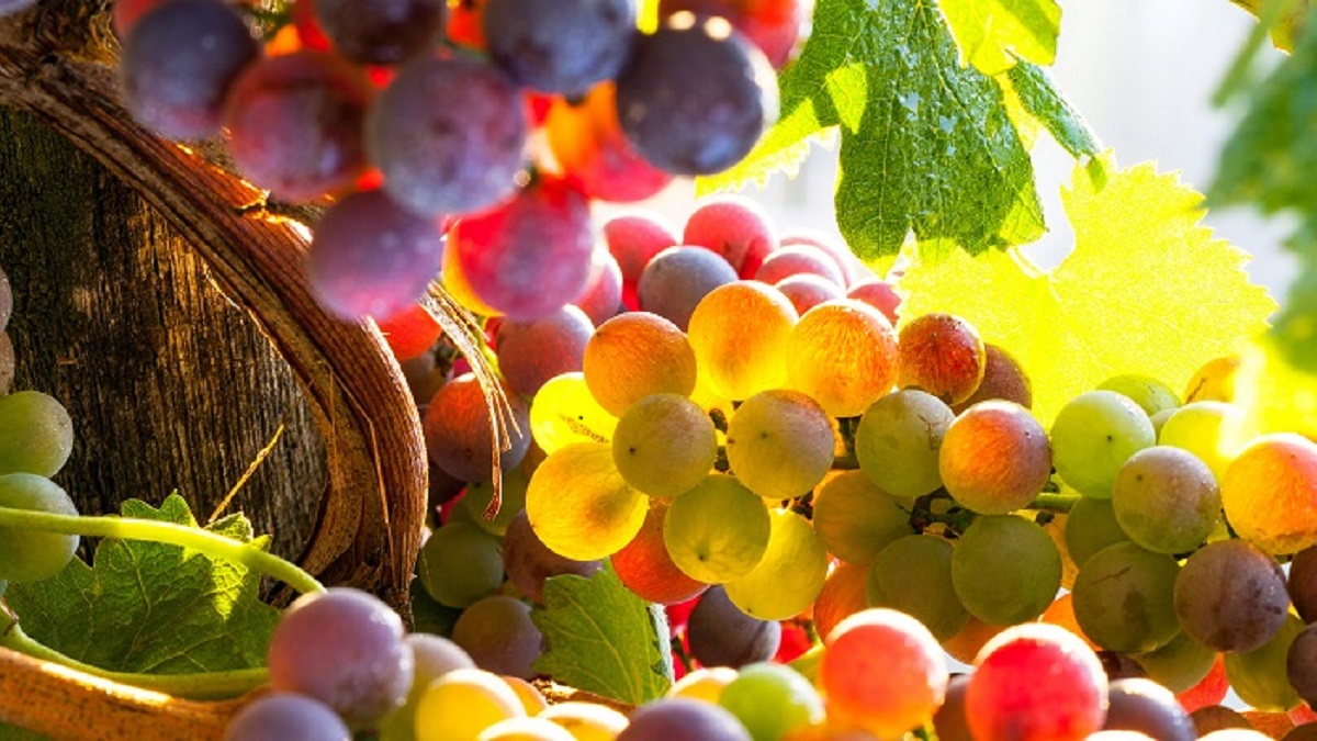 Read more about the article Will wine survive the climate crisis?