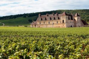 Read more about the article Just in! Biggest and Brightest in Burgundy