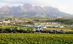 wines growing in front of big mountains