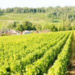 Dominique Laurent: An up-market Burgundy négociant