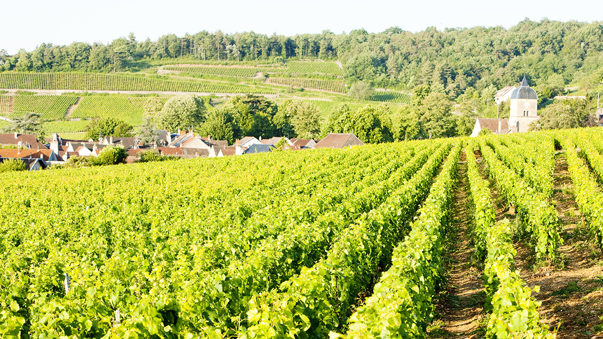 Read more about the article Dominique Laurent: An up-market Burgundy négociant