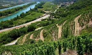 Delas Freres vines in the Rhône