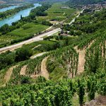 Maison Delas | Wine from the greatest Rhône appellations