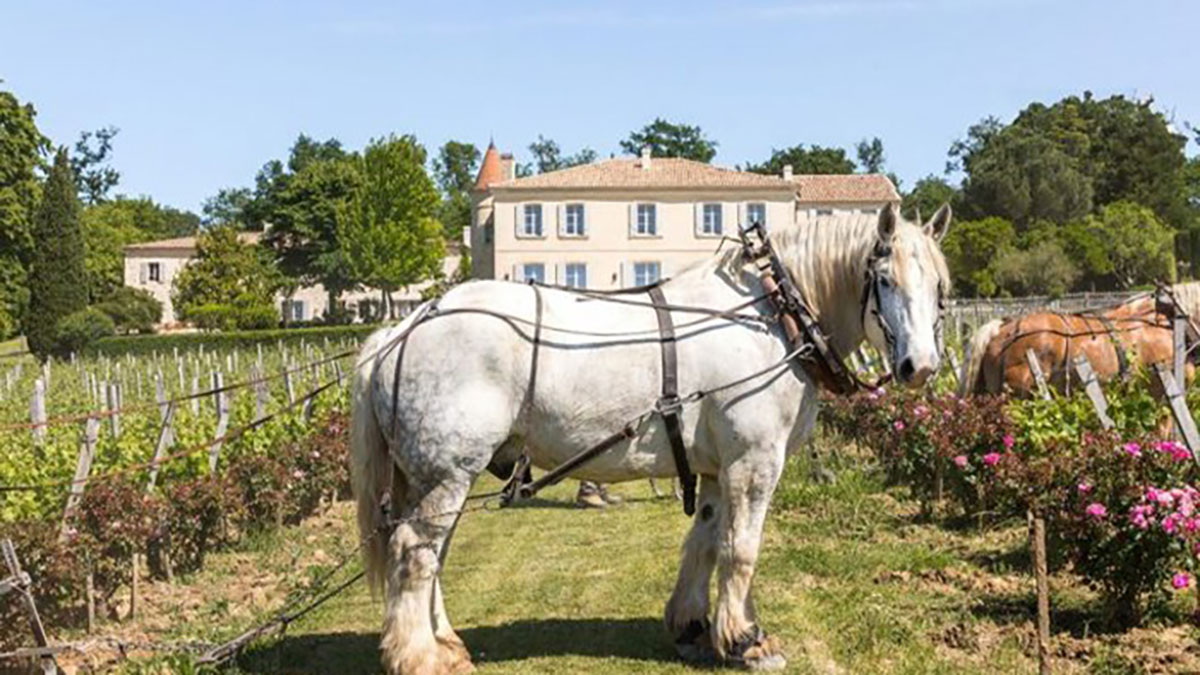 Read more about the article Château Troplong Mondot: Creating superb wines in a biodiverse environment