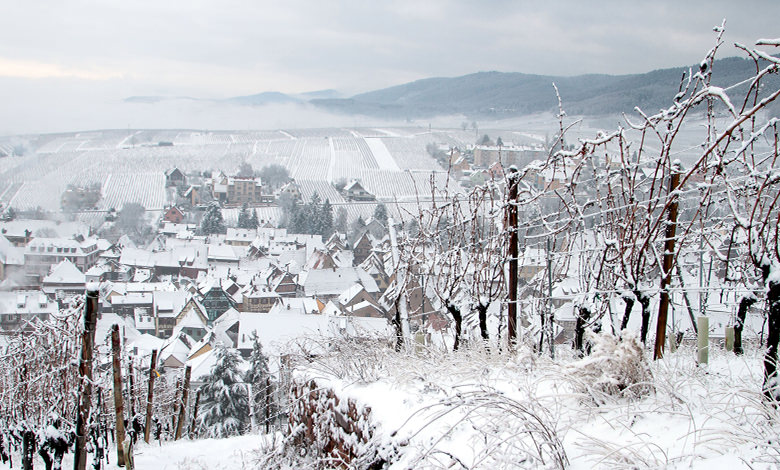 Snowy vineyard