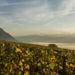 <strong>A guide to Savoie wines</strong>