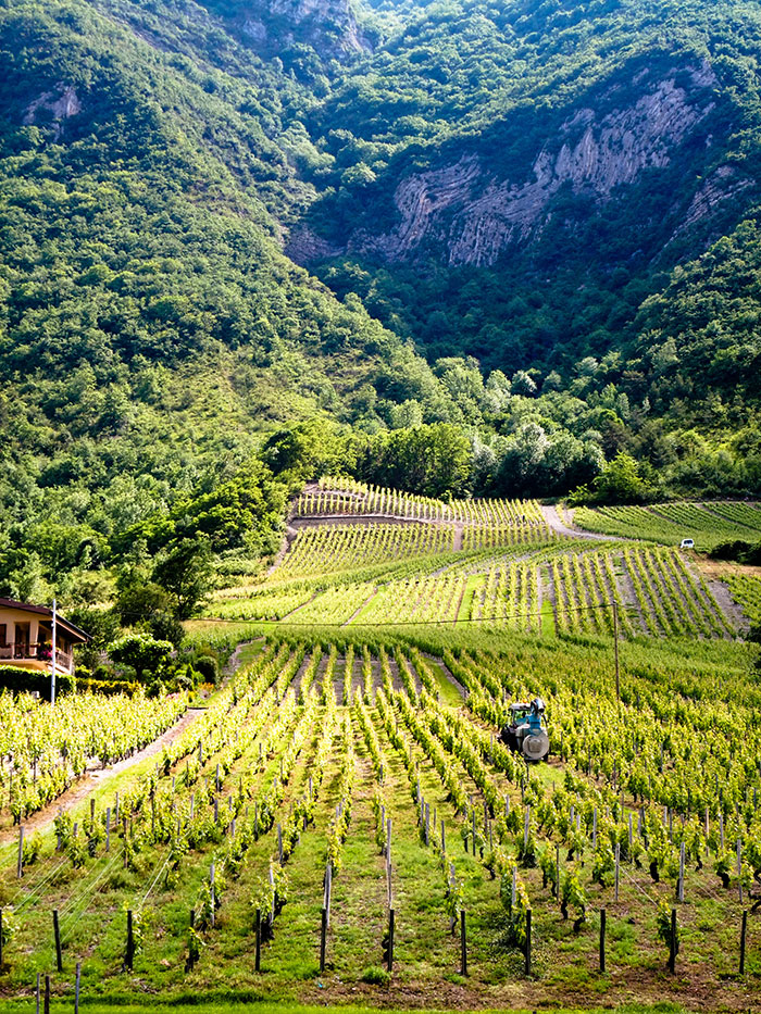 A vineyard in Savoy stretching up to a mountain
