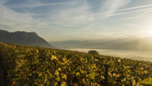 Read more about the article <strong>A guide to Savoie wines</strong>