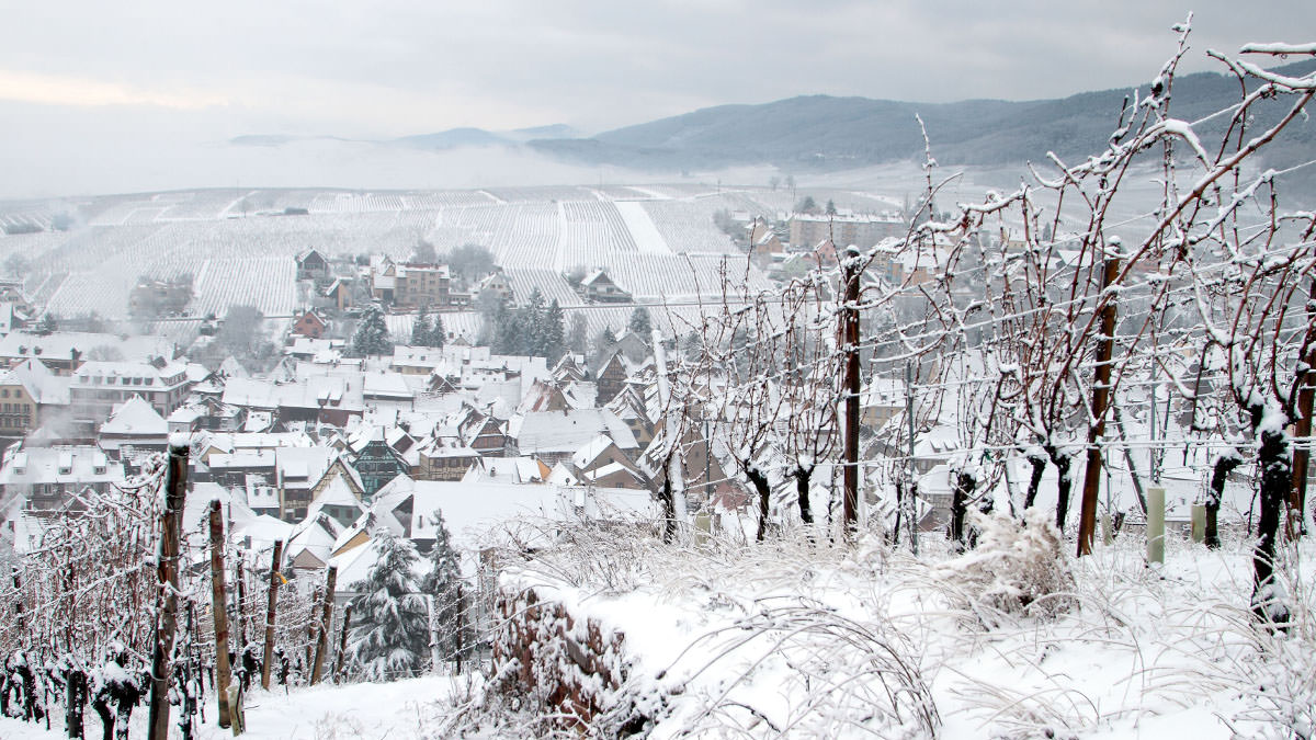 Read more about the article Jura and Savoie – the hidden gems of French wine