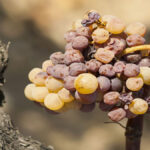 Tokay or Pinot Gris? What’s the difference?