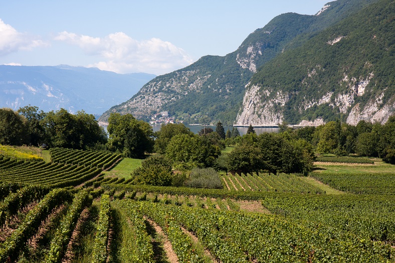 Savoie vineyards flowing down to a lake with mountains around