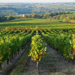 Auction report January 2023: New Loire wines have taken off at auction
