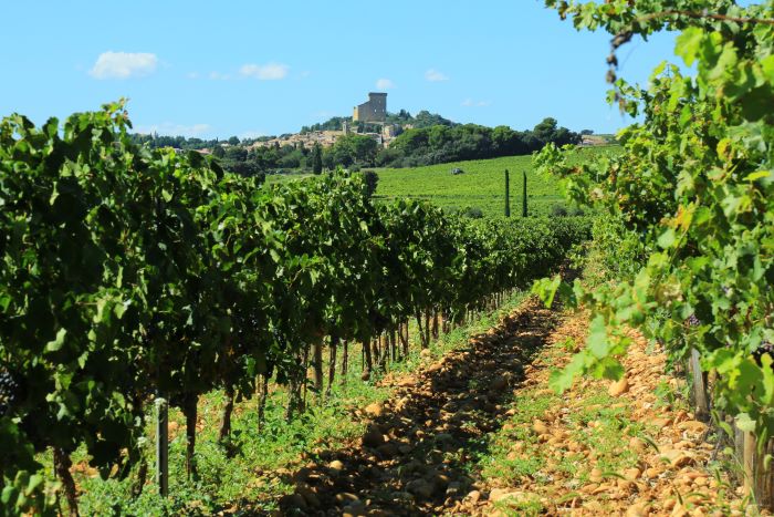 Vines in Châteauneuf-du-Pape