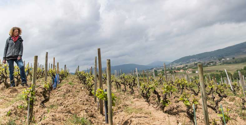 vines at Domaine Lapierre