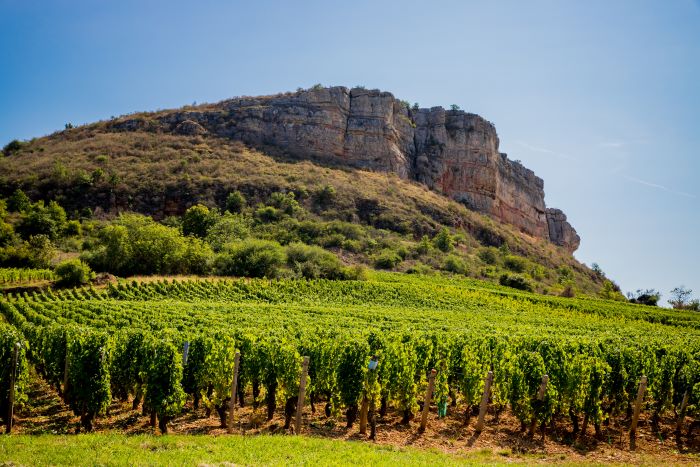 Vines in Burgundy