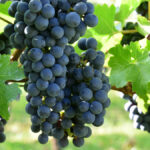 En Primeur | Bordeaux 2022 Vintage: Weather conditions and wine profiles