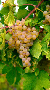 A bunch of Chasselas grapes