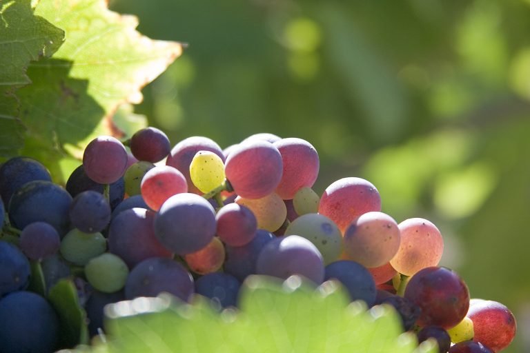 A bunch of grapes changing colour as they ripen