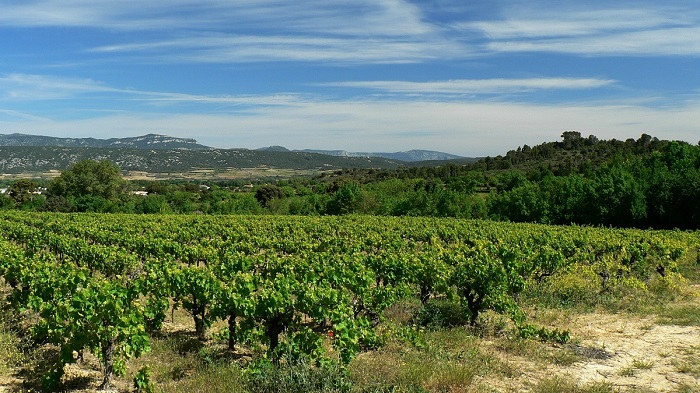 Languedoc new partner domaines iDealwine