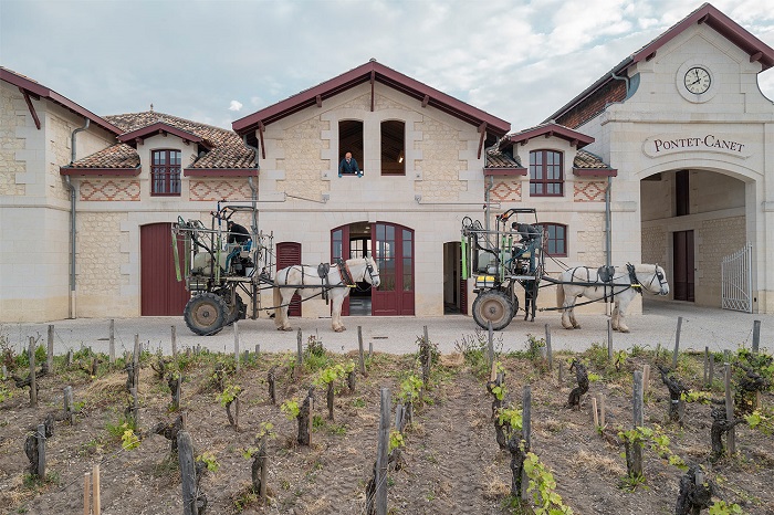 Two horse and carts outside Pontet-Canet