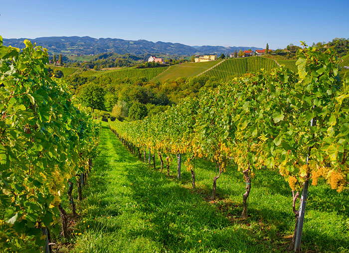 An Austrian vineyard - a guide to Austrian wine