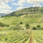 How much does a hectare of vineyard cost?