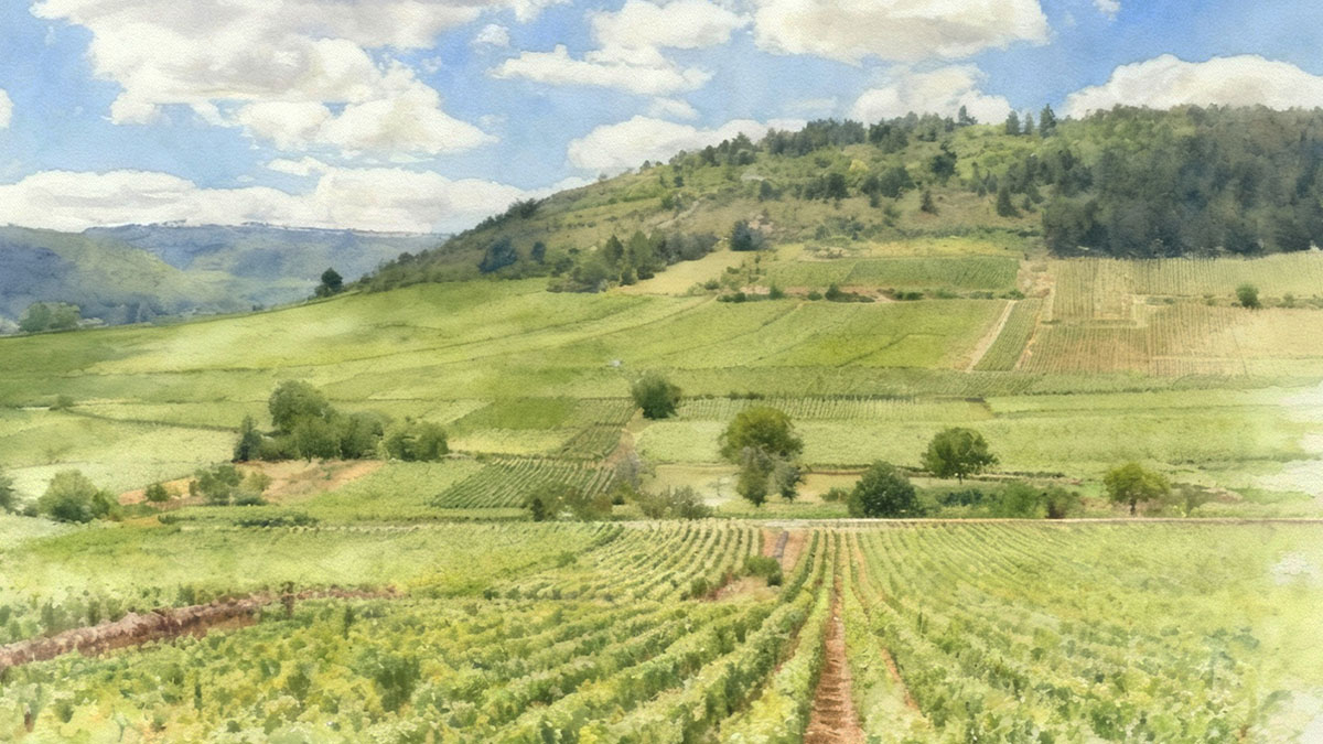 Read more about the article How much does a hectare of vineyard cost?