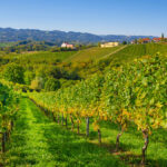 A Beginner’s Guide to Austrian Wine