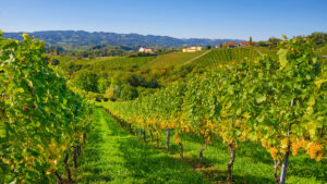 Read more about the article Austrian Wine: A Beginner’s Guide