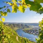 German white wines – the iDealwine guide