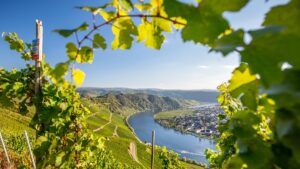 Read more about the article German white wines – the iDealwine guide