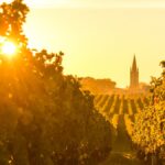Climate change: Are French vineyards under threat of disappearing?