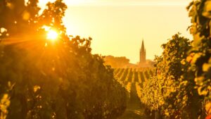 Read more about the article Climate change: Are French vineyards under threat of disappearing?