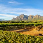 New World Wine – iDealwine’s guide