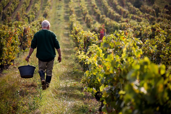 Man in vineyard harvesting grapes