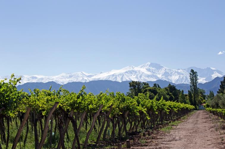 Vines in Mendoza