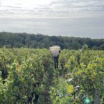The 2023 harvest – a summary