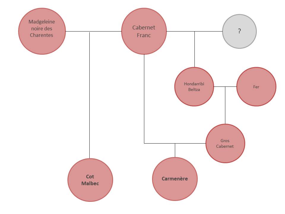 Family tree of Malbec and Carmenère