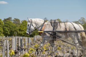 A hourse working in Château Pontet-Carnet's vineyard 