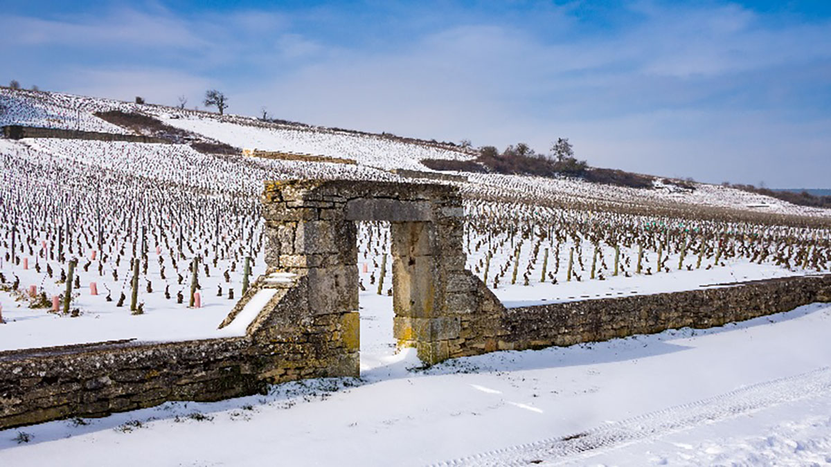 Read more about the article There’s no good wine without a good winter!