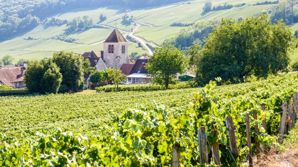 Vines in Champagne