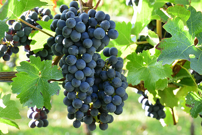 a bunch of black grapes to illustrate the vintage notes for 2021