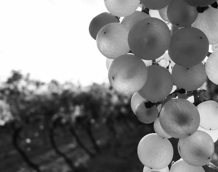 Soave grapes