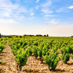 A guide to the appellations in the southern Rhône