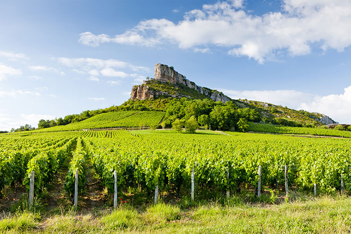 Photo of vines in the Mâconnais